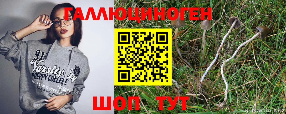 Псилоцибиновые грибы мицелий Рубцовск